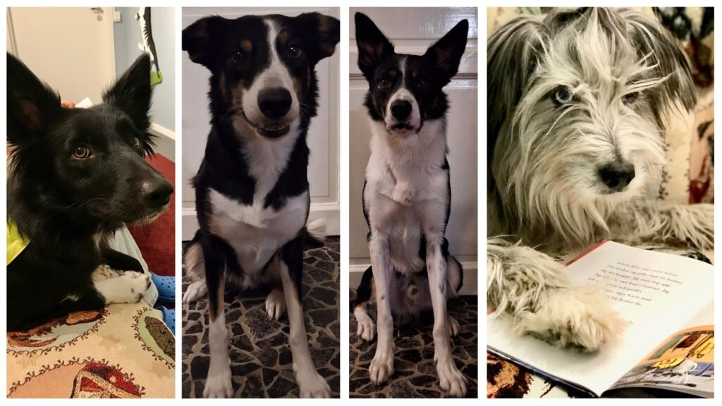 Läshund ger lästlust!