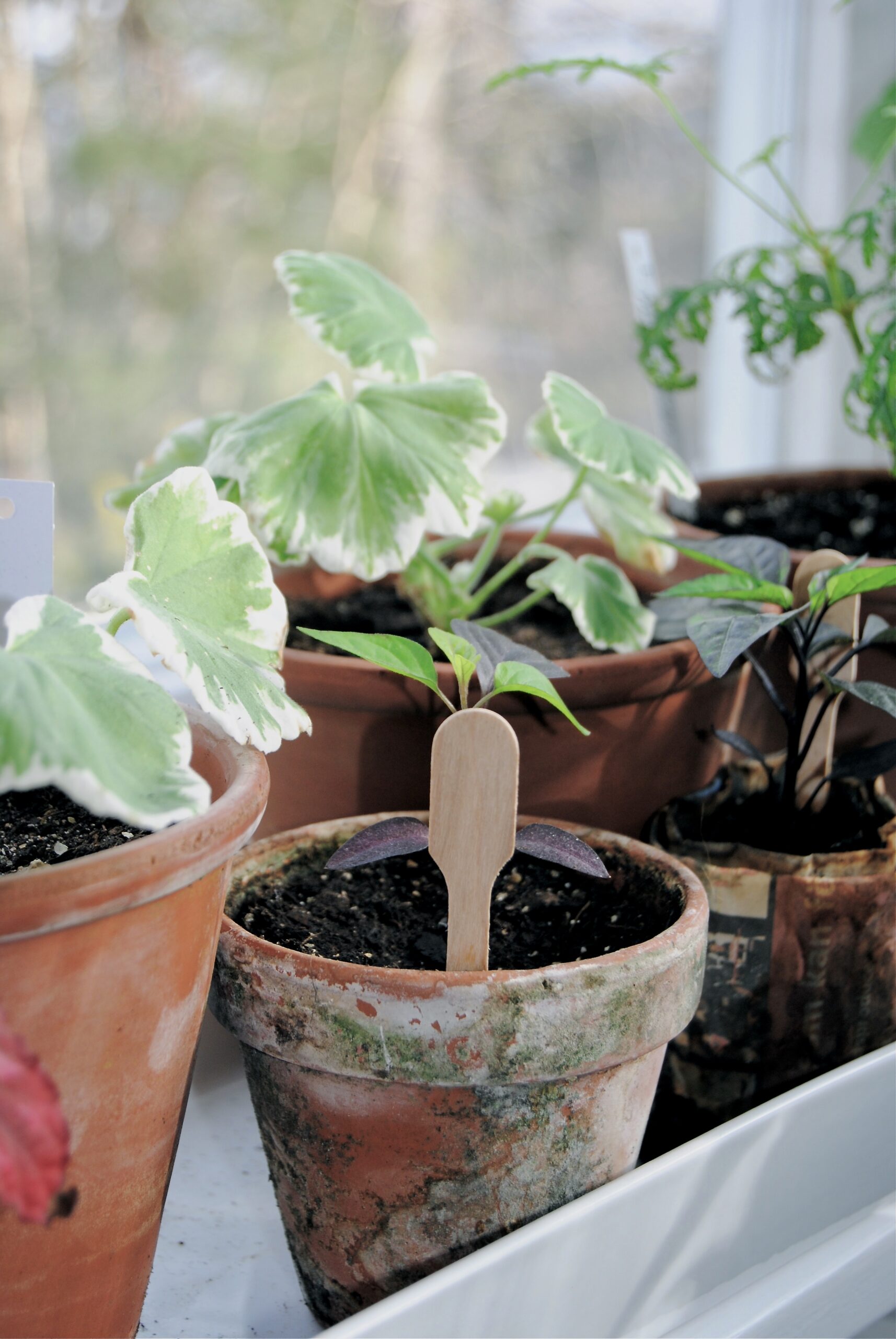 sticklingar i krukor