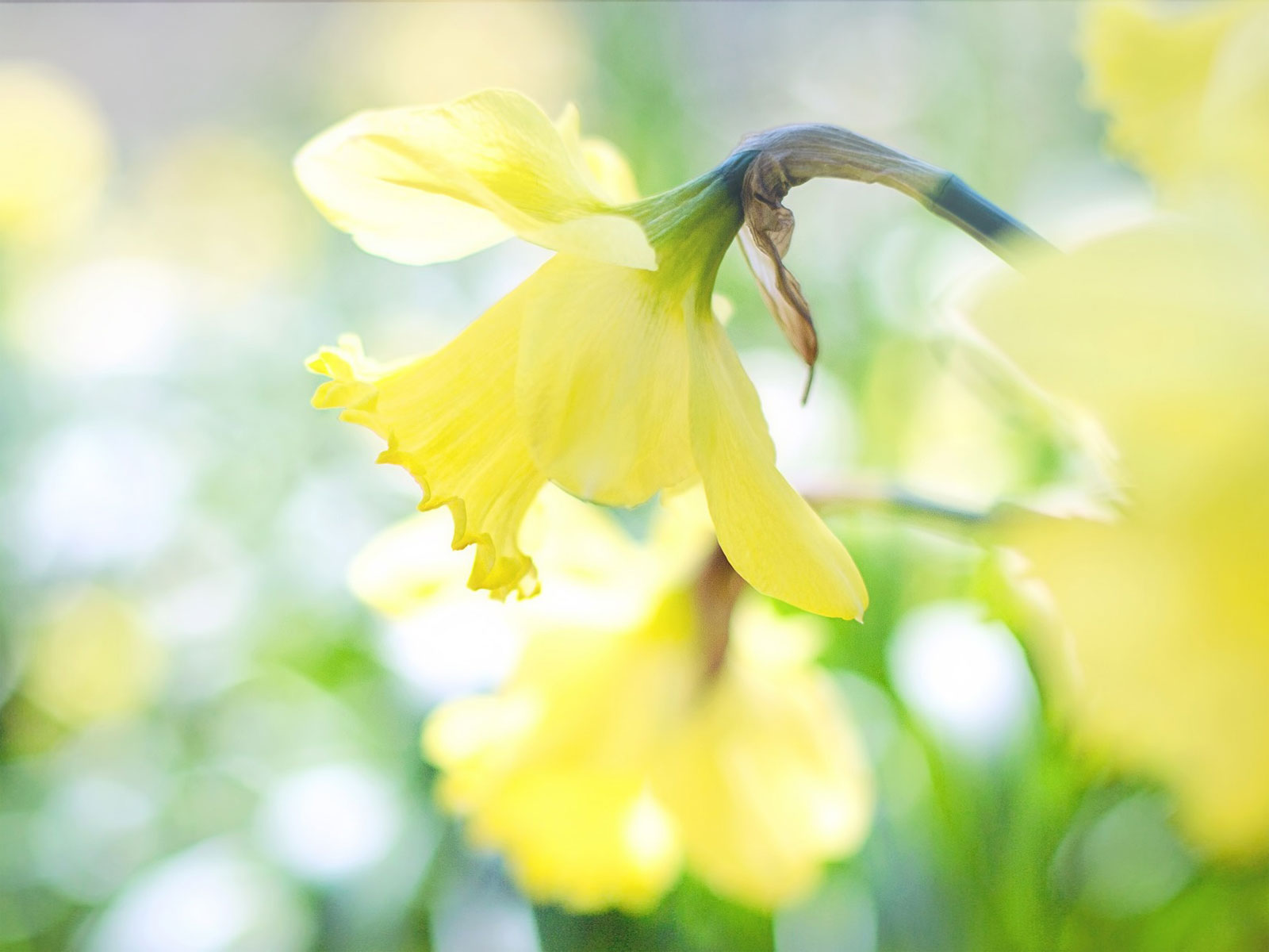 Gula blommande påskliljor.