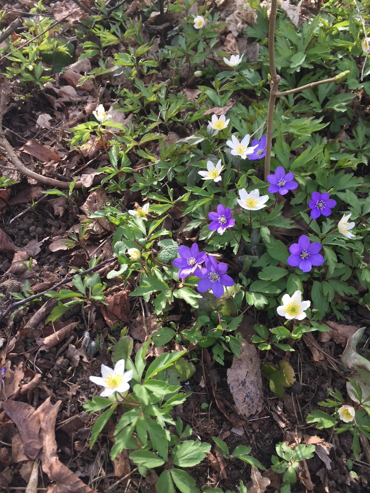 Bild på blommande blåsippor och vitsippor bland torra fjolårslöv