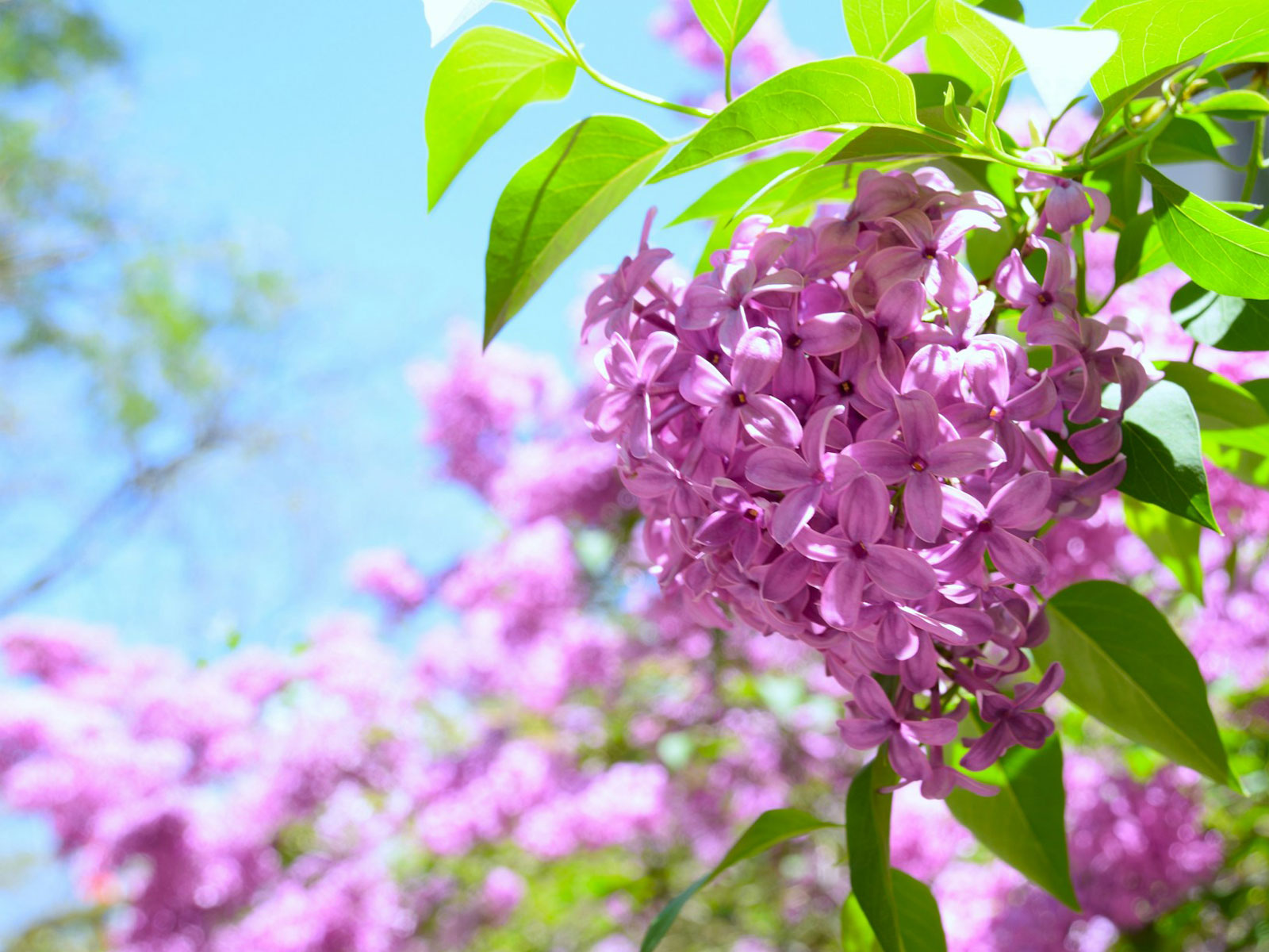 Blommande rosa syrén mot klarblå himmel.